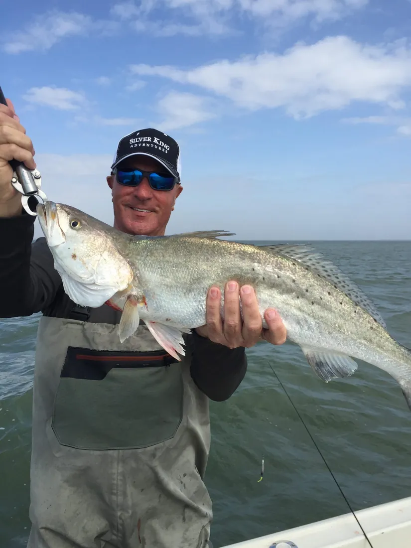 Large speckled trout