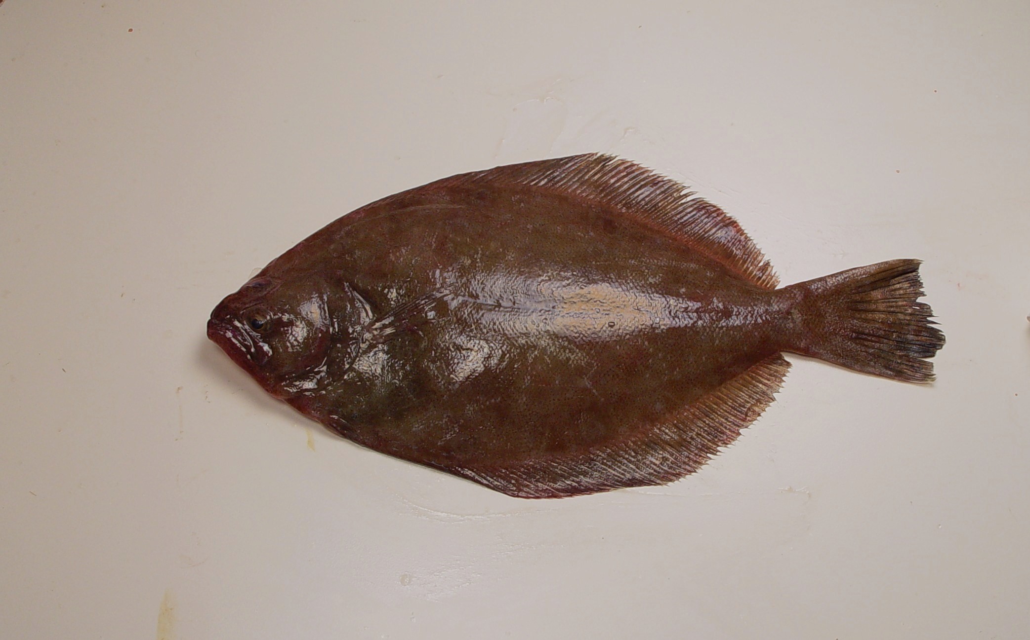 Southern flounder