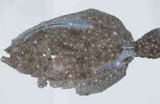 Flounder