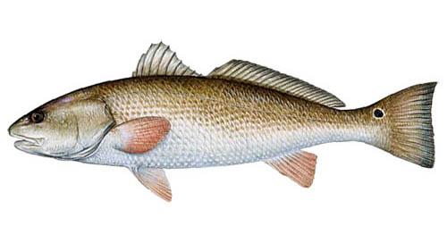 Redfish