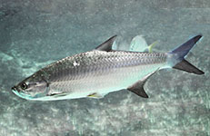 Tarpon and offshore fishing