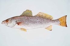 Trout